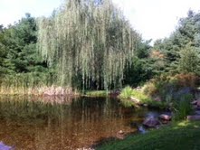 claudia's-pond in spring