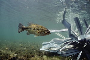 fishiding-structure-101.jpg