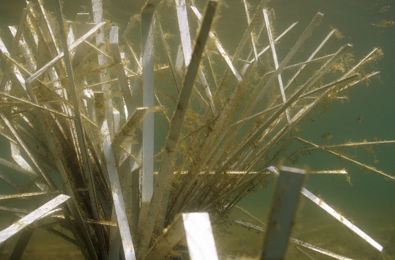fishiding-cradle model after four weeks fishiding-structures-fhs-130.jpg