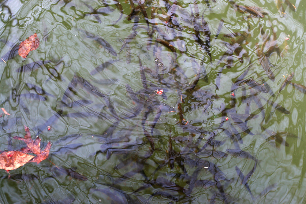 Natural and artificial crappie habitat in a freshwater lake