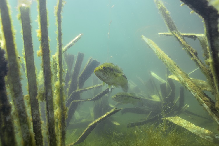 Bass on Artificial habitat