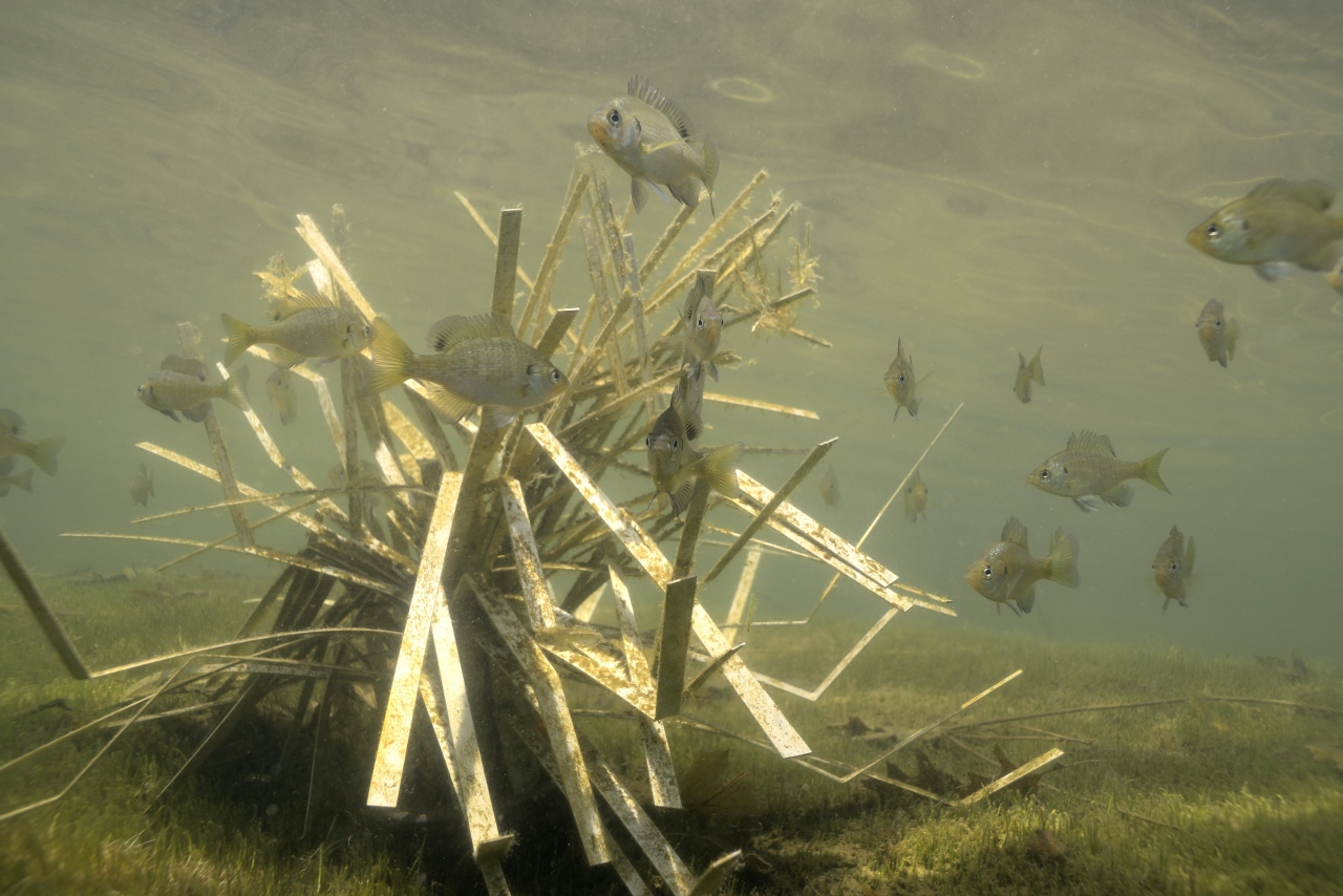 Artificial fish habitat or fish attractors, which do the fish need