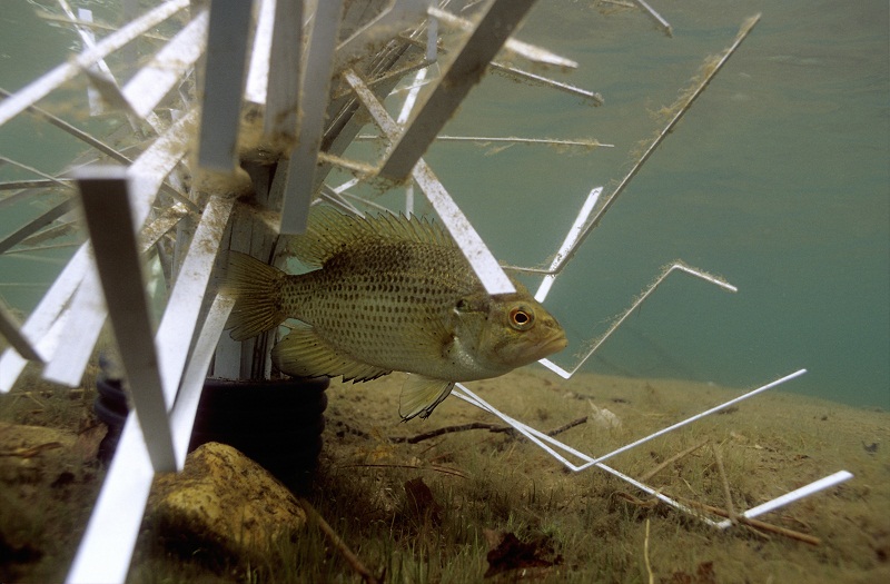 Rock Bass on shallow Cradle habitat by Fishiding.com