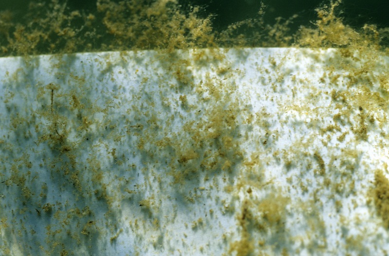 Periphyton on Fishiding Habitat 