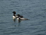 Loons In Hayward