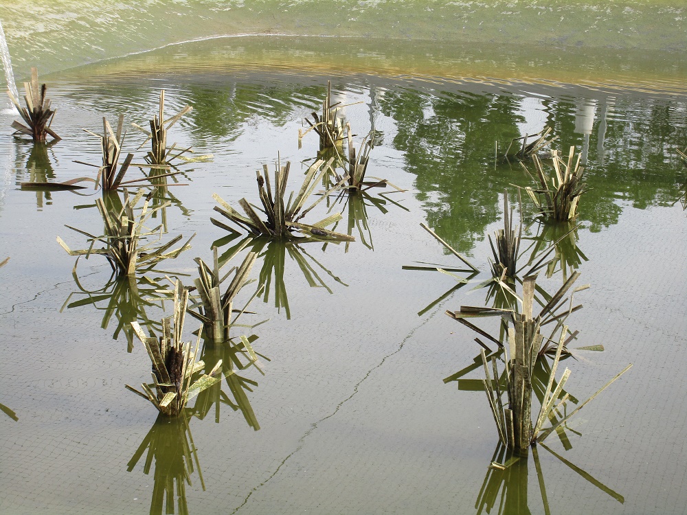 Wild Rose Musky Habitat Study with Fishiding Habitat